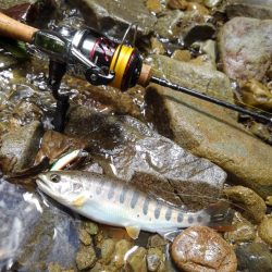 増水の渓でミノーイング